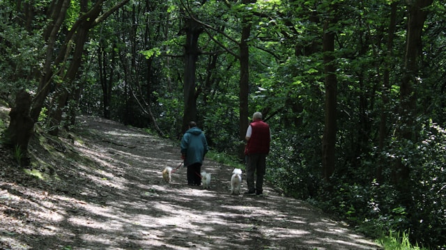 Sermavonix zdjęcie 2